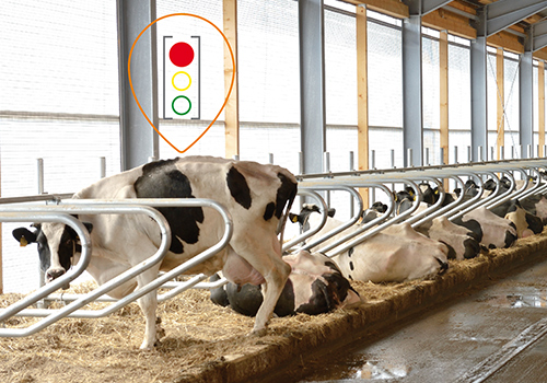 Klauengesundheitsbericht und Abkalbungsmanagement