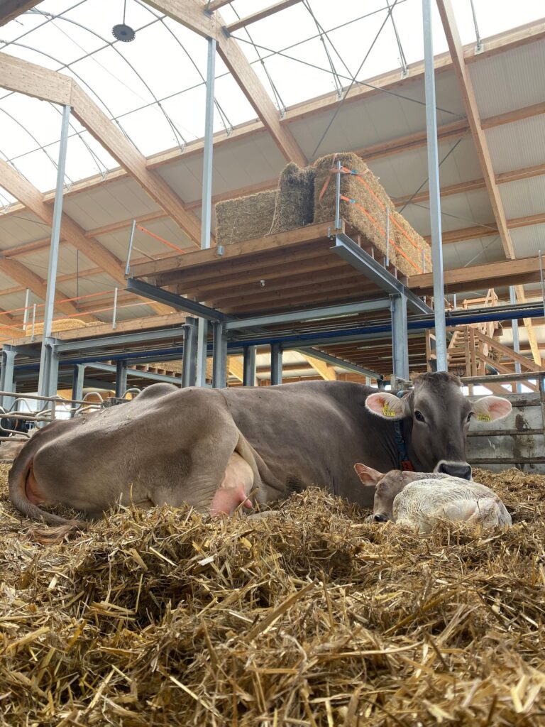 Liegende Kuh mit Kalb methifit
